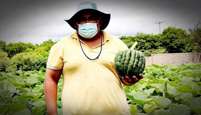 Agricultor espera colher 15 toneladas de jerimum em Conceição