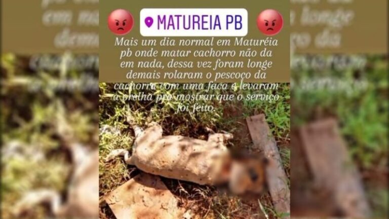 Homem mata cadela com uma faca em Matureia e corta orelha para “comprovar o serviço”