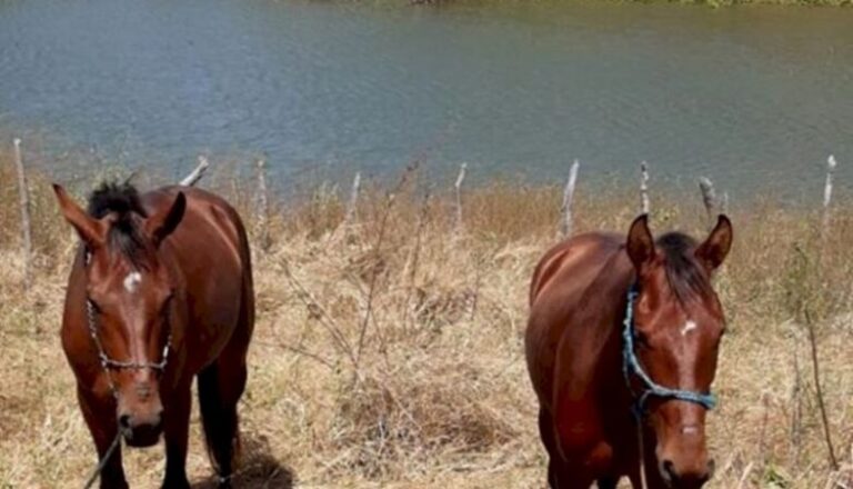Cavalos furtados no Vale do Piancó são encontrados