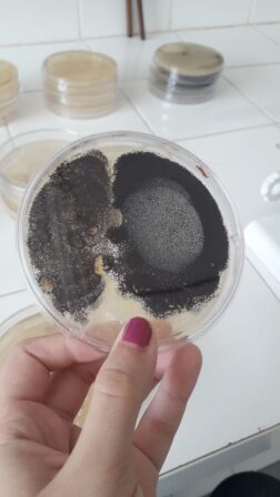Estudo da UFPB detecta bactérias e fungos em goma de mandioca vendida em supermercados