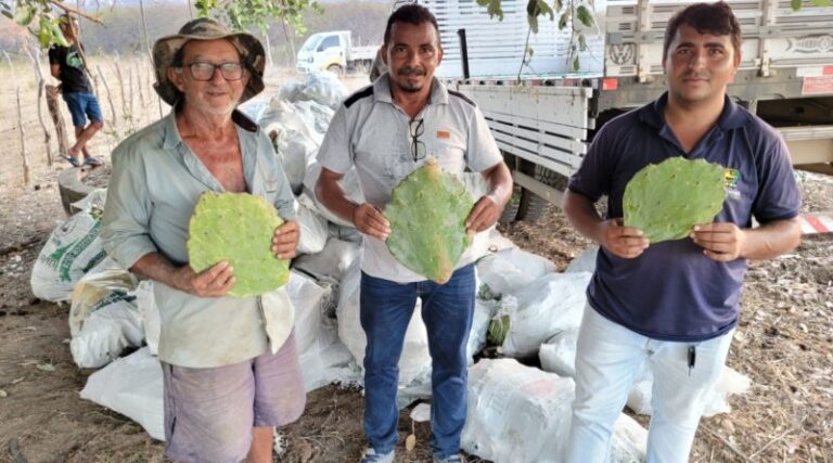 Secretaria de Agricultura de Catingueira distribui 40 mil raquetes de palma forrageira aos produtores rurais