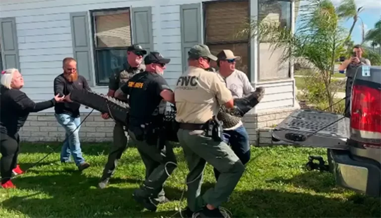 Vídeo inédito mostra ataque fatal de jacaré a idosa