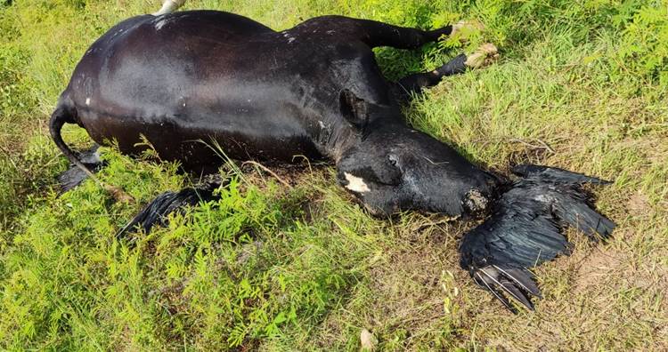 Urubus morrem após comer carne de vaca morta