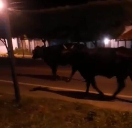 Animais são vistos à noite pela BR 361 em Piancó