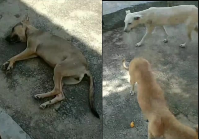 Moradores de Piancó reclamam de cães e gatos soltos pelas ruas da cidade