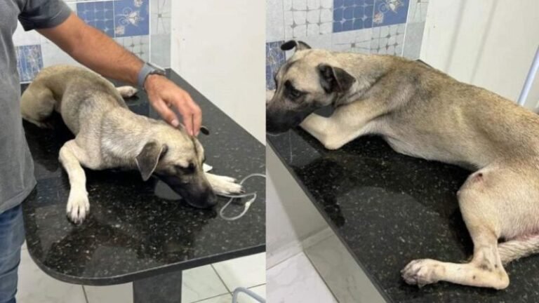 Polícia identifica homem que atirou em cachorro