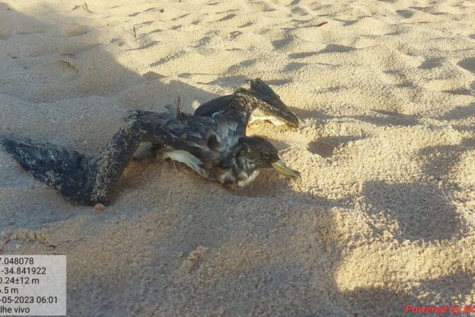 Sete aves marinhas são encontradas mortas em praias da Paraíba