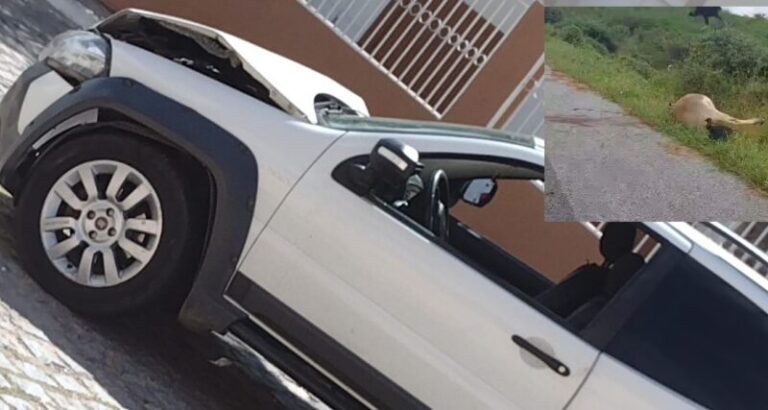 Acidente entre Piancó e Santana dos Garrotes deixa piancoense ferido e animal morto