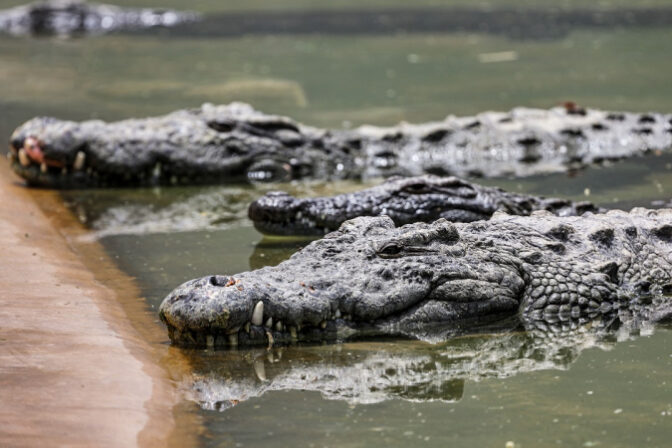 Mais de 70 crocodilos escapam de fazenda na China após chuvas torrenciais