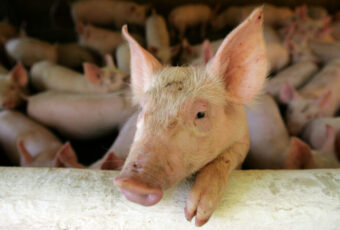Médicos realizam 2º transplante de coração de porco em humanos