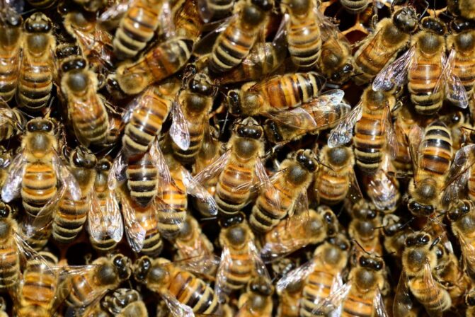 Família morre após sofrer acidente e ser atingida por enxame de abelhas