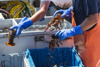 Governo estabelece limite para pesca da lagosta durante temporada 2024