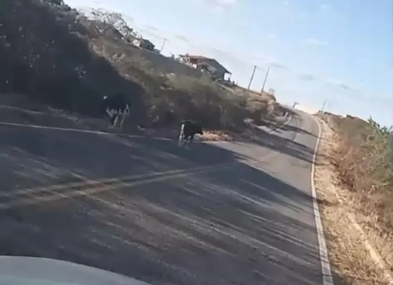 Animais soltos em rodovia quase provocam acidente com carreta no Vale do Piancó