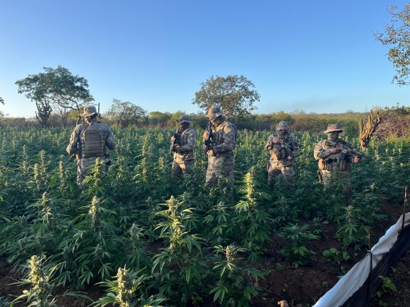 Operação conjunta desarticula plantio de maconha na Paraíba