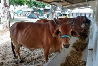 Animais da Empaer são destaque na Paraíba Agronegócios