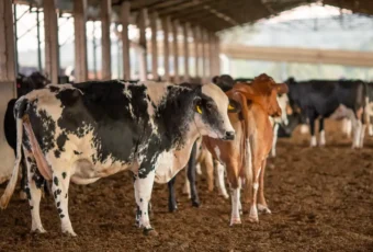 Mais de 700 bovinos serão expostos na Expofeira Paraíba Agronegócios 2024