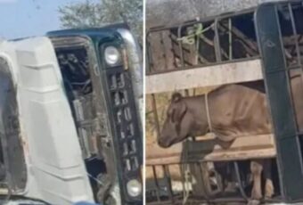 Caminhonete carregada de animais tomba em Patos nesta segunda-feira (14)