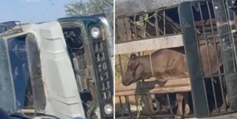 Caminhonete carregada de animais tomba em Patos nesta segunda-feira (14)