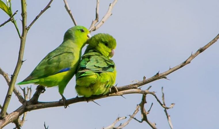 CRMV-PB alerta que circovírus ameaça aves silvestres da Caatinga