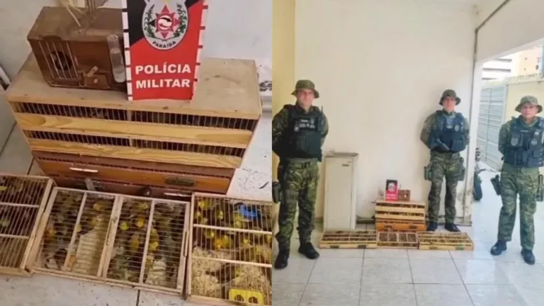 Polícia apreende 400 canários-da-terra no Vale do Piancó
