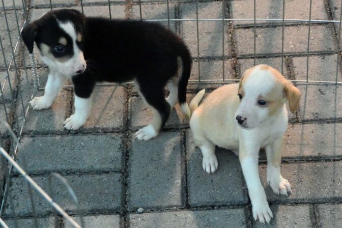 Governo da Paraíba lança campanha ‘Respeite Todas as Vidas: Maltratar Animais é Crime’