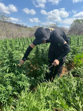 PF elimina cerca de 44 mil pés de maconha em operação no Sertão da Paraíba