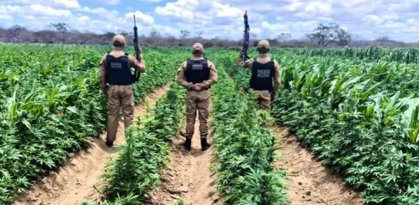 Polícia destrói 100 mil pés de maconha em fazenda no Cariri da Paraíba
