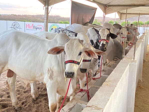 VI Leite do Vale Expo Negócios vai discutir forragicultura e soluções inovadoras no campo