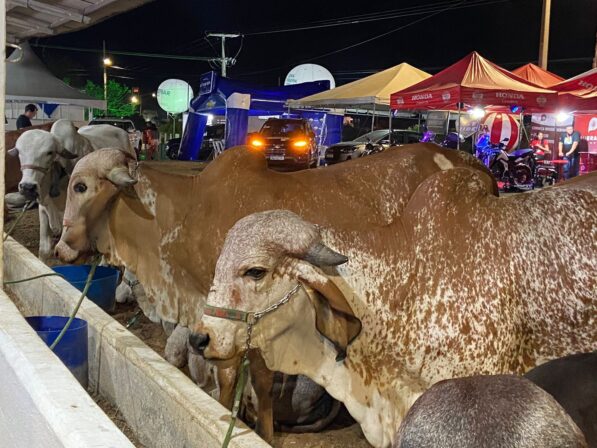 Programação da 1ª Expoagro Serra do Teixeira inicia nesta sexta-feira (21)