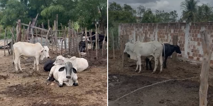 Polícia desarticula grupo suspeito de furto e receptação de gado