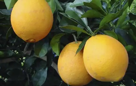 Cientistas criam laranjeira com cheiro de goiaba para repelir insetos