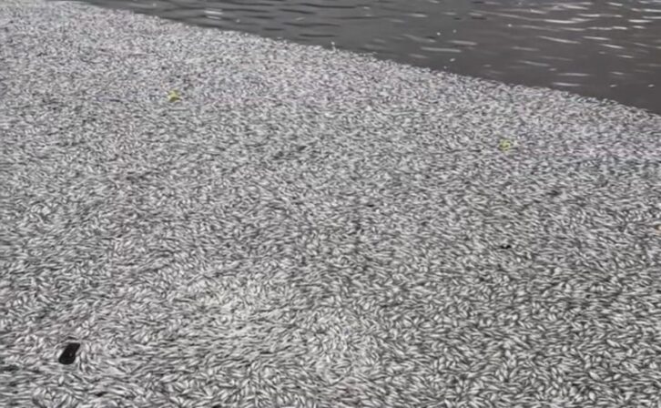 Milhares de peixes aparecem mortos no Açude Velho, em Campina Grande