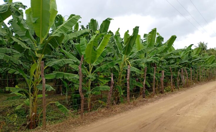 Práticas sustentáveis fortalecem fruticultura e impulsionam retomada de produção no sertão