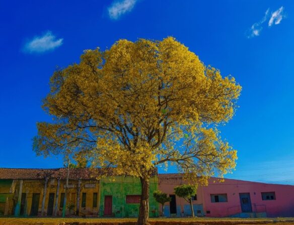 Prefeitura de Boa Ventura abre inscrições para curso gratuito de Condutor de Turismo Local em parceria com o Sebrae