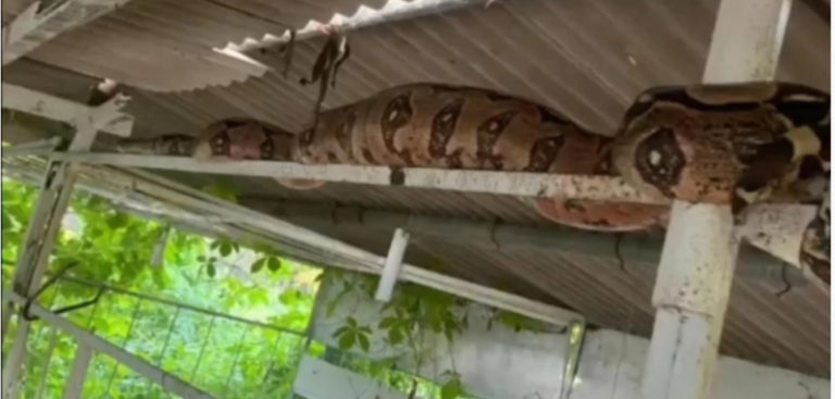 Jiboia de 3 metros é encontrada em granja na zona rural de Itaporanga