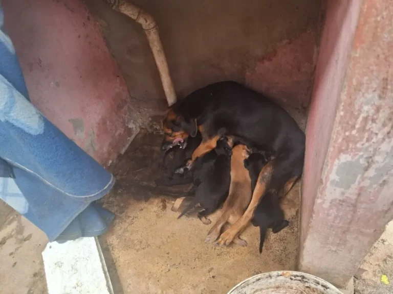 Polícia prende seis suspeitos de maus-tratos a animais