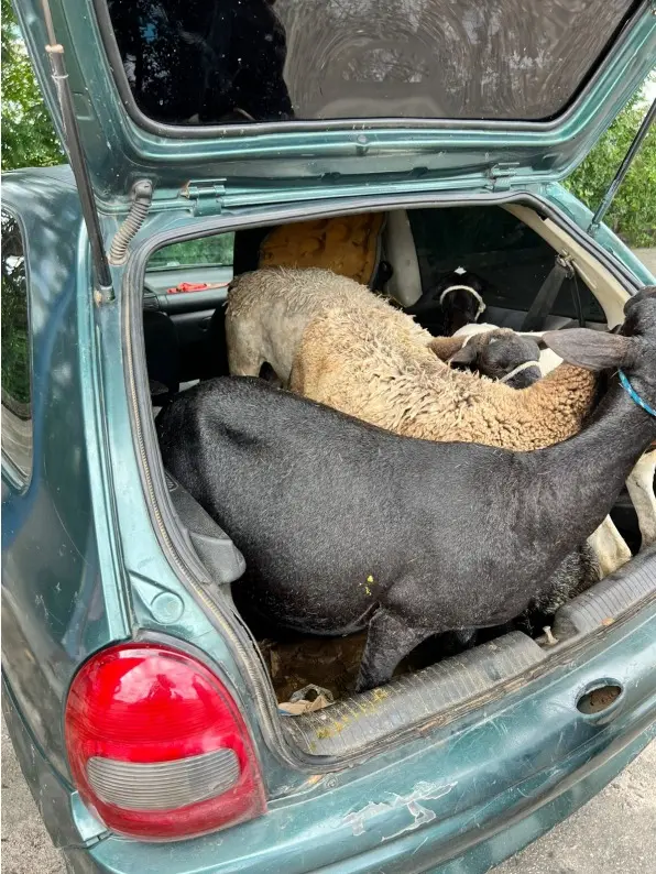 PRF prende 3 homens por roubo de cabras em Sobrado