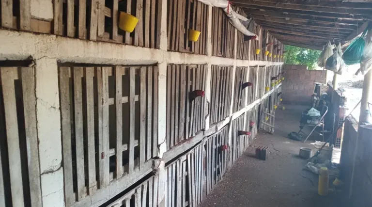 NO SERTÃO: denúncia leva polícia a encerrar rinha de galos com 64 aves em situação de maus-tratos