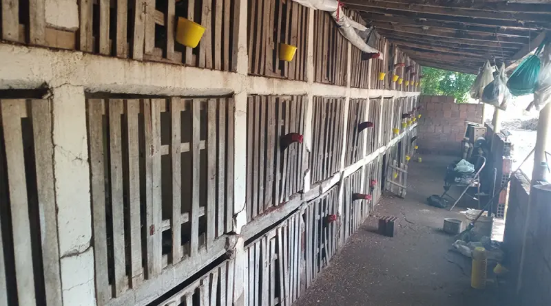 NO SERTÃO: denúncia leva polícia a encerrar rinha de galos com 64 aves em situação de maus-tratos