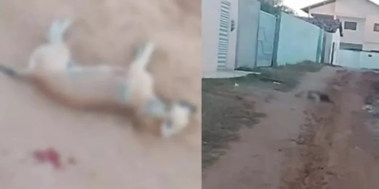 Cães são mortos a tiros e caso revolta moradores de Patos-PB