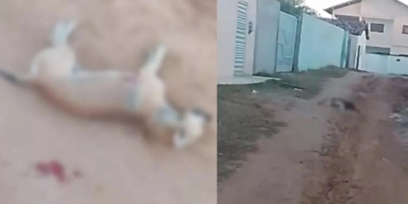 Cães são mortos a tiros e caso revolta moradores de Patos-PB