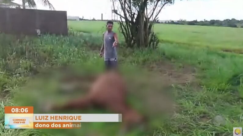 Coronel reformado da PM é investigado por matar animais a tiros, na Grande João Pessoa