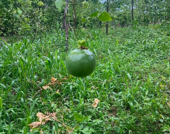 Agricultor aumenta produção de macacujá em Conceição no Vale do Piancó