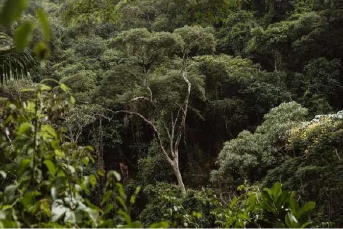 Operação autua mais de 230 hectares de desmatamento ilegal na Paraíba