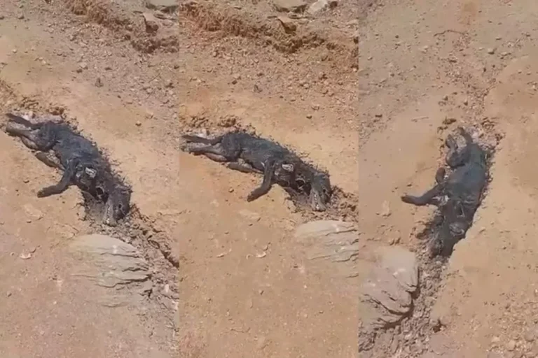 Morador denuncia suspeita de envenenamento de cães na zona rural de São José de Espinharas