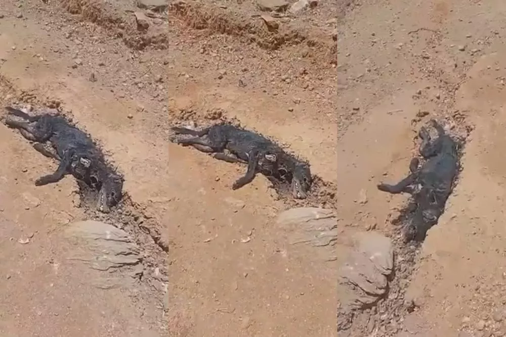 Morador denuncia suspeita de envenenamento de cães na zona rural de São José de Espinharas