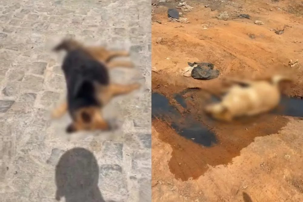 Mais duas cadelas são encontradas mortas por envenenamento em Teixeira