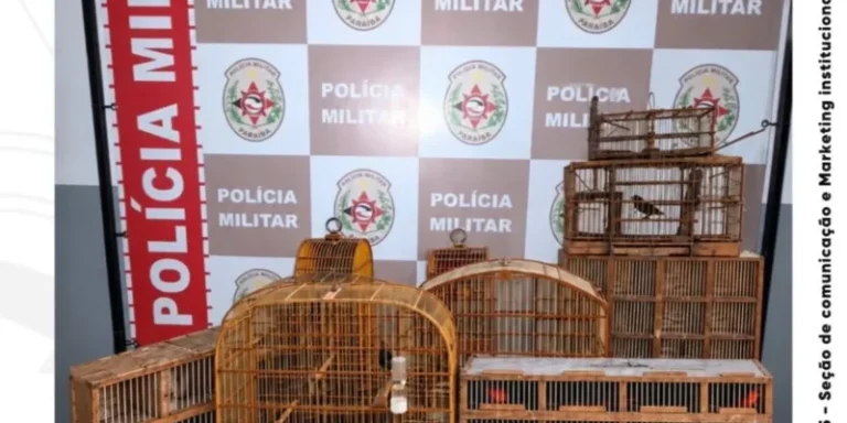 Polícia Militar apreende aves silvestres e conduz suspeito por crime ambiental